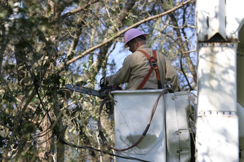 tree trimming